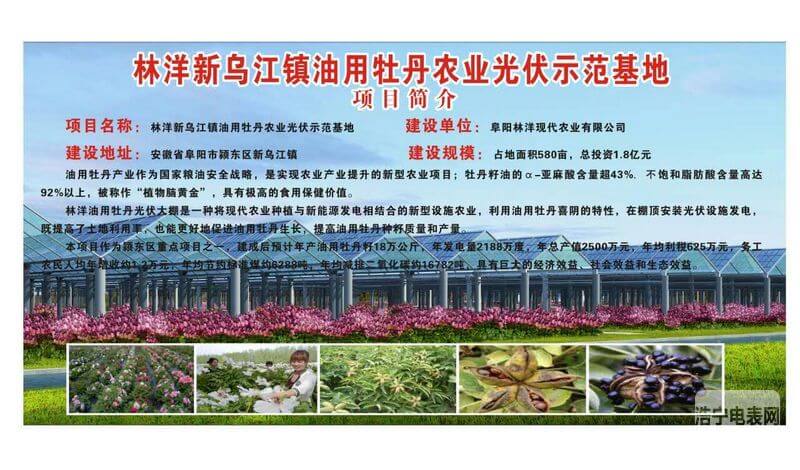 林洋阜陽新烏江鎮20MW農光互補電站項目